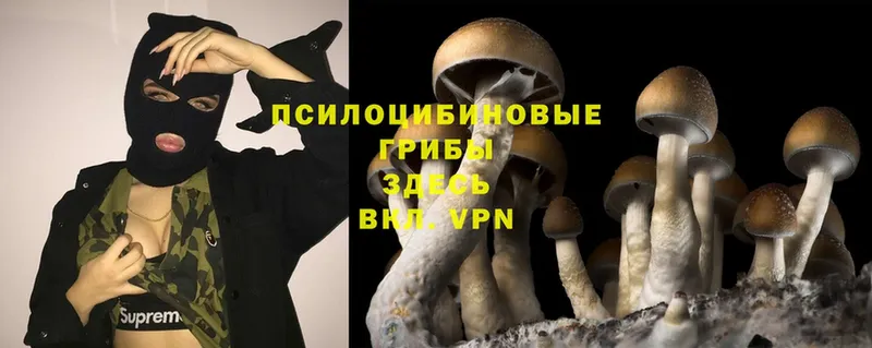 hydra рабочий сайт  Ельня  Псилоцибиновые грибы Psilocybe 